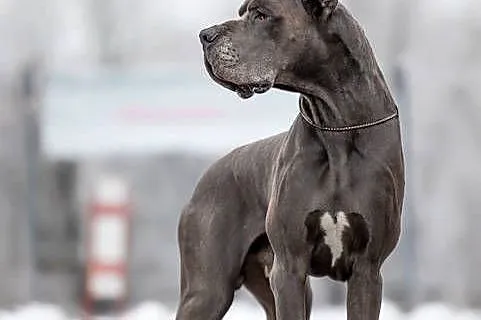 dog niemiecki szczenięta, Śląskie, Dąbrowa Górnicza