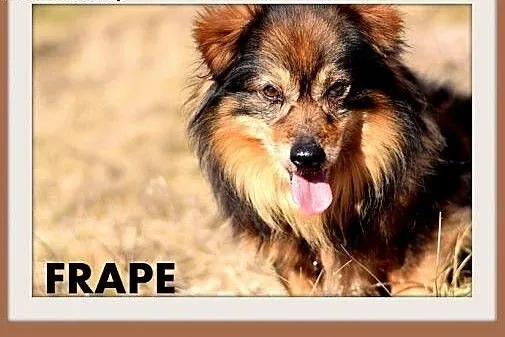 FRAPE-mały,krótkie łapki,łagodny,kudłaty,domowy piesek.ADOPCJA,  dolnośląskie Wrocław