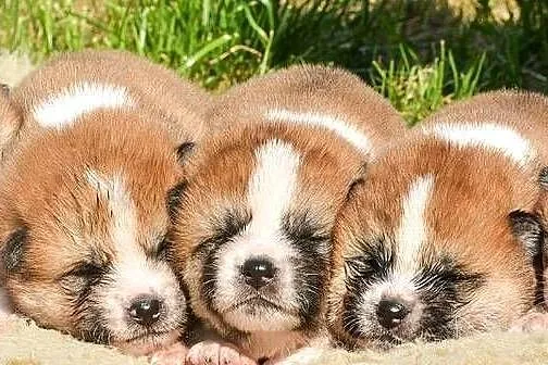 Akita inu-aqkita japońska czerwone szczenięta ZKP/FCI