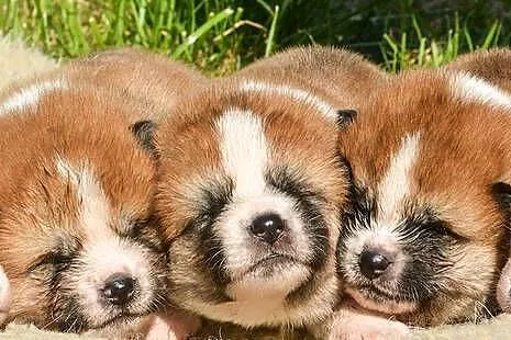 Akita inu-aqkita japońska czerwone szczenięta ZKP/FCI, Dolnośląskie, Wołów
