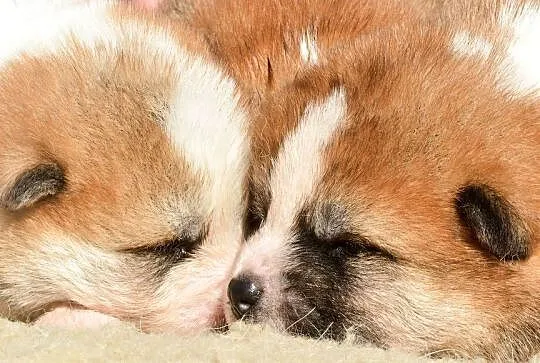Akita inu-aqkita japońska czerwone szczenięta ZKP/FCI, Dolnośląskie, Wołów