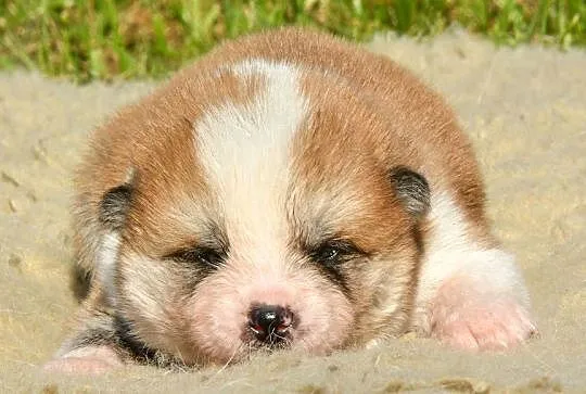 Akita inu-aqkita japońska czerwone szczenięta ZKP/FCI, Dolnośląskie, Wołów
