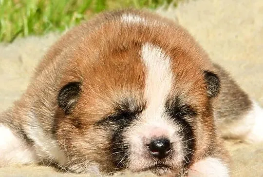 Akita inu-aqkita japońska czerwone szczenięta ZKP/FCI, Dolnośląskie, Wołów