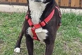 Dori - 9kg sunia ,  wielkopolskie Poznań