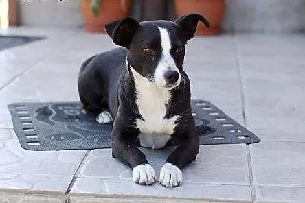 Dori - 9kg sunia ,  wielkopolskie Poznań