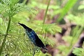 Krewetki Neocardina velvet Blue