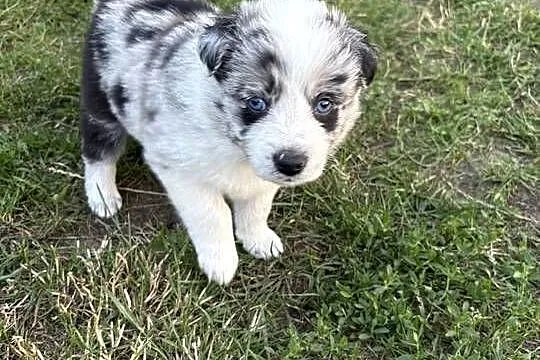 Border Collie Blue Merle suczka, Łódzkie, Radomsko