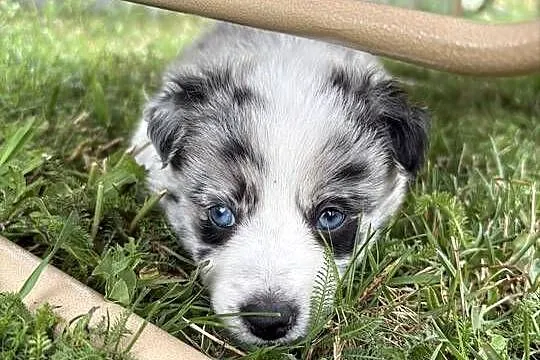 Border Collie Blue Merle suczka, Łódzkie, Radomsko
