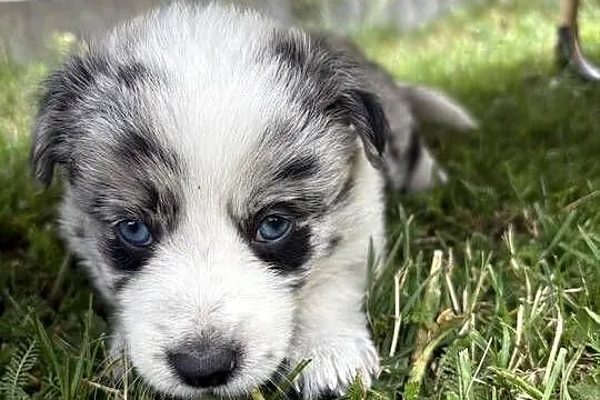 Border Collie Blue Merle suczka, Łódzkie, Radomsko
