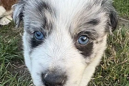 Border Collie Blue Merle suczka, Łódzkie, Radomsko