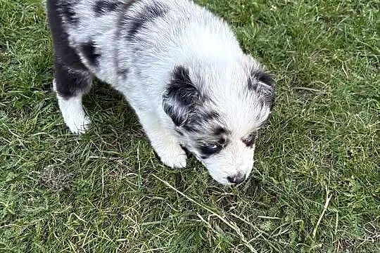 Border Collie Blue Merle suczka, Łódzkie, Radomsko