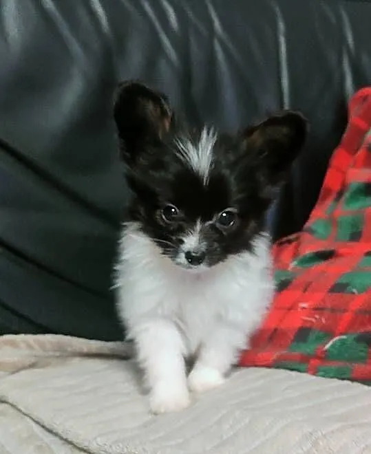 Spaniel kontynentalny miniaturowy PAPILLON ZKwP FCI chłopiec, Lubuskie, Zielona Góra