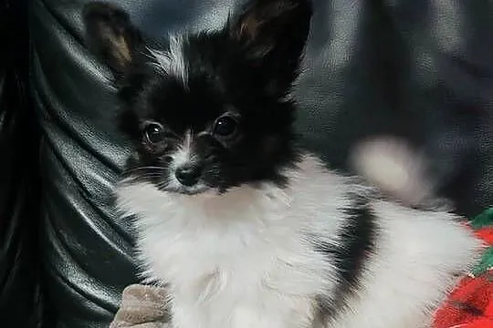 Spaniel kontynentalny miniaturowy PAPILLON ZKwP FCI chłopiec, Lubuskie, Zielona Góra