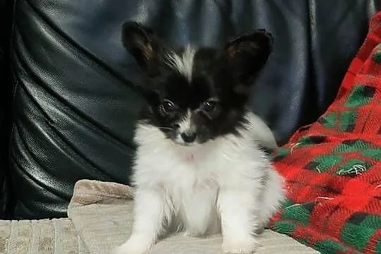 Spaniel kontynentalny miniaturowy PAPILLON ZKwP FCI chłopiec, Lubuskie, Zielona Góra