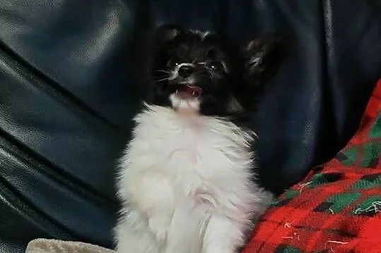 Spaniel kontynentalny miniaturowy PAPILLON ZKwP FCI chłopiec, Lubuskie, Zielona Góra