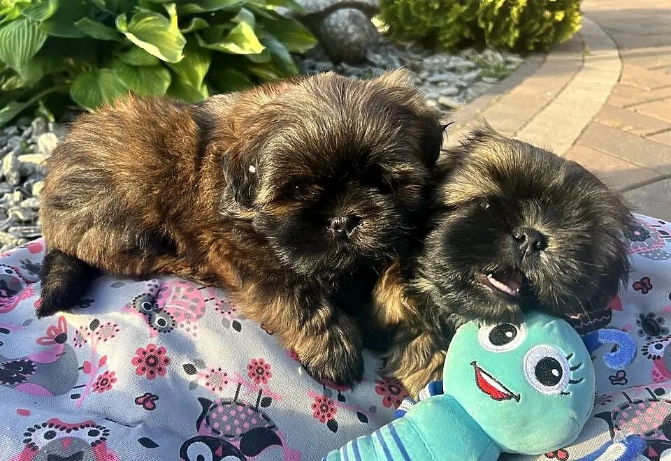 Shih tzu szczeniaczki, Łódzkie, Poddębice