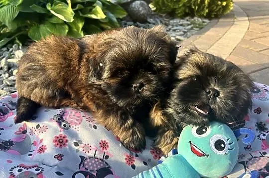 Shih tzu szczeniaczki, Łódzkie, Poddębice