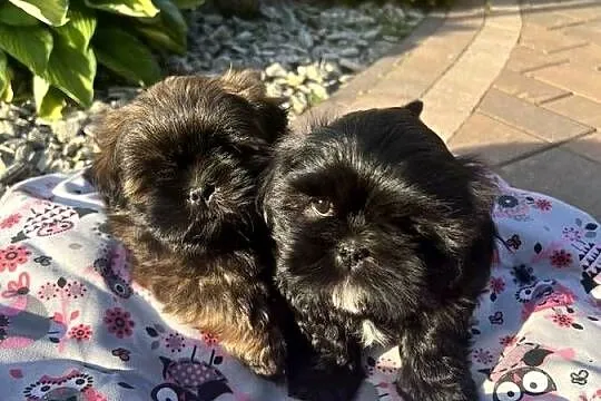 Shih tzu szczeniaczki, Łódzkie, Poddębice