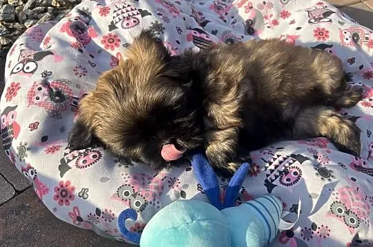 Shih tzu szczeniaczki, Łódzkie, Poddębice