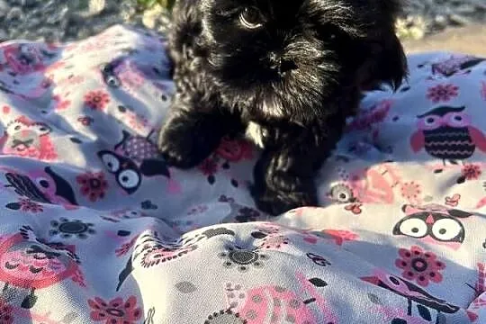 Shih tzu szczeniaczki, Łódzkie, Poddębice