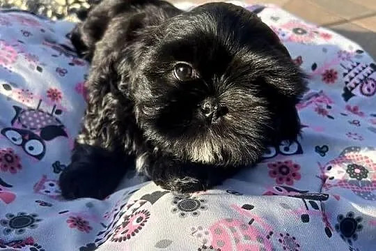 Shih tzu szczeniaczki, Łódzkie, Poddębice