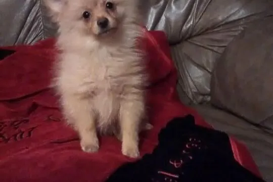 Szpic pomeranian-piesek