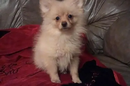 Szpic pomeranian-piesek
