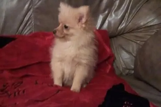 Szpic pomeranian-piesek