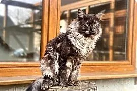 Maine Coon Kocur Czarny Dymny WCF