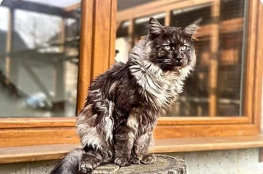 Maine Coon Kocur Czarny Dymny WCF