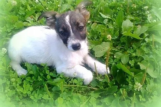 Malenka 3 miesieczna sunia Beza,mama JRT,adopcja!!!,  świętokrzyskie Kielce