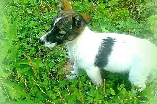 Malenka 3 miesieczna sunia Beza,mama JRT,adopcja!!
