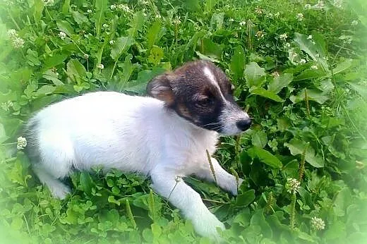 Malenka 3 miesieczna sunia Beza,mama JRT,adopcja!!