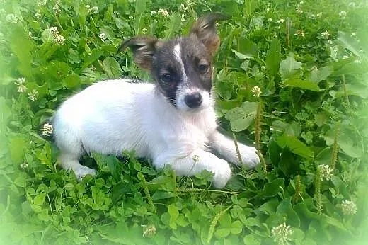 Malenka 3 miesieczna sunia Beza,mama JRT,adopcja!!