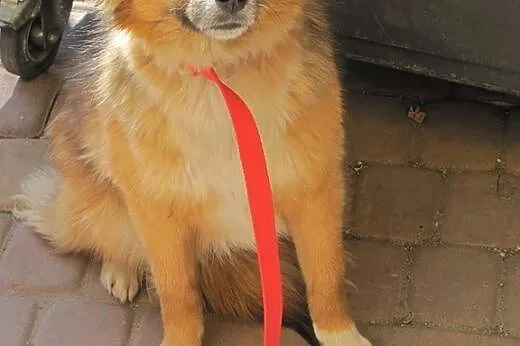Majka, sunia porzucona w lesie prosi o domek,  maz