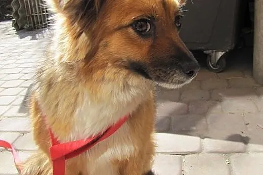 Majka, sunia porzucona w lesie prosi o domek,  maz