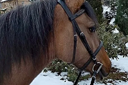 Kupię kuca gr D lub E, , SZYMISZÓW