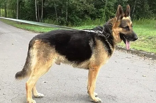 Staruszek Bizmut szuka domu, Śląskie, Bytom