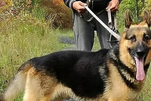 Staruszek Bizmut szuka domu, Śląskie, Bytom