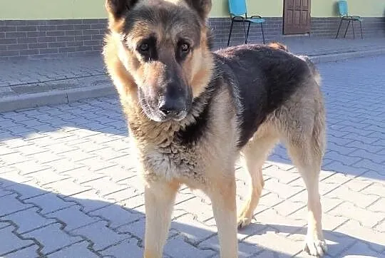 Staruszek Bizmut szuka domu, Śląskie, Bytom