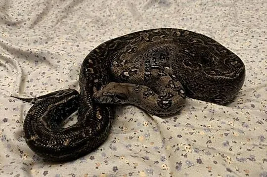 Boa constrictor | samiec, Mazowieckie, Siedlce