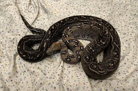 Boa constrictor | samiec, Mazowieckie, Siedlce