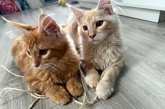 kocięta Maine Coon