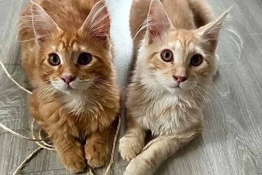 kocięta Maine Coon, Pomorskie, Starogard Gdański