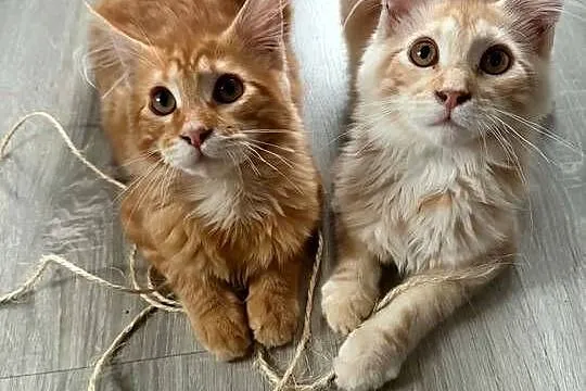 kocięta Maine Coon, Pomorskie, Starogard Gdański