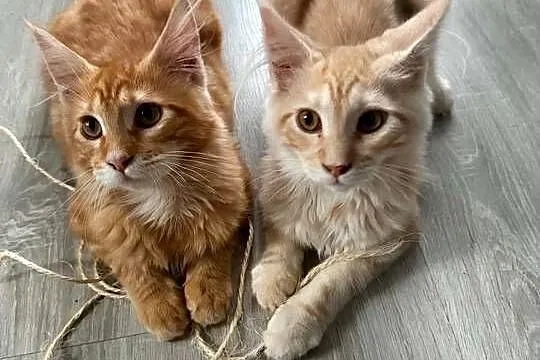 kocięta Maine Coon, Pomorskie, Starogard Gdański