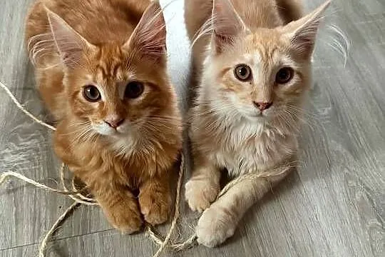 kocięta Maine Coon, Pomorskie, Starogard Gdański