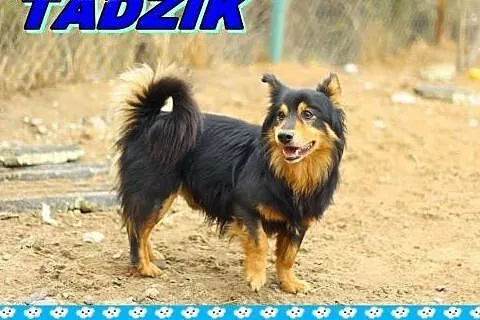 Nieduży,młody,długowłosy,przyjazny, piesek.ADOPCJA ! ,  małopolskie Kraków