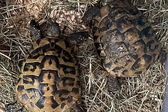 żółwie greckie 2 stuki z klatkom, Dolnośląskie, Dzierżoniów