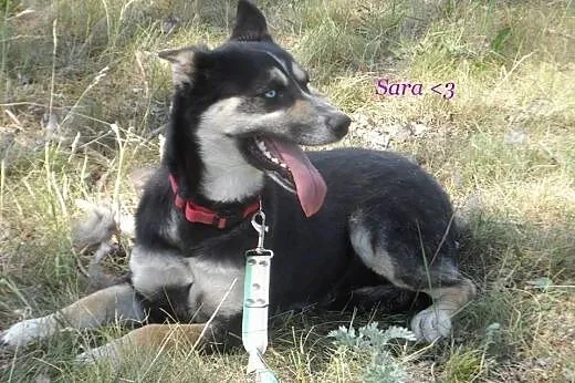 SARA DO ADOPCJI,  Pozostałe rasy cała Polska